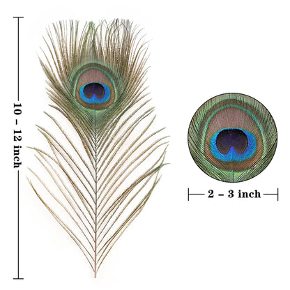 Plumes de Paon Naturelles - Accessoires pour Rituels, Magie et Décorations Ésotériques